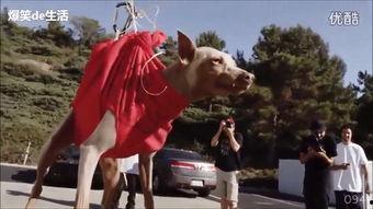 牛人视频集锦,精彩瞬间,一网打尽!